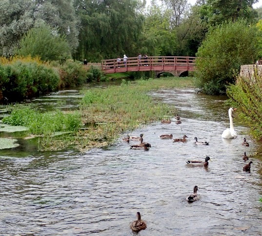 19 Swimming Ducks & Swans On Coln River Bibury Cotswolds D4 Europe 2016-2611.JPG