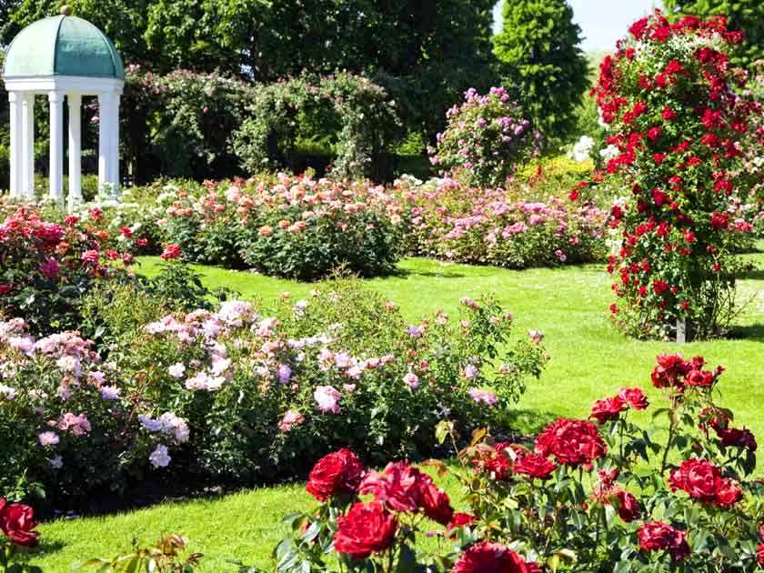 20_iStock_rosegarden1.jpg