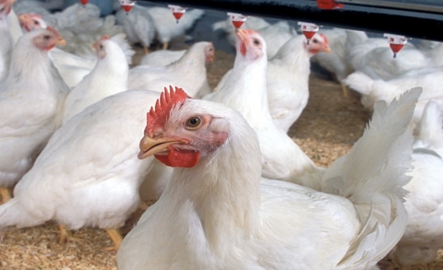 Bird-flu-found-in-Tennessee-chicken-flock.jpg