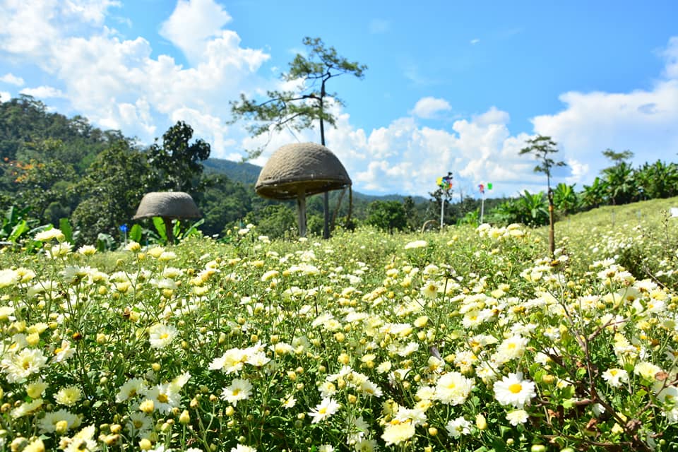 Chrysanthemum-17.jpg