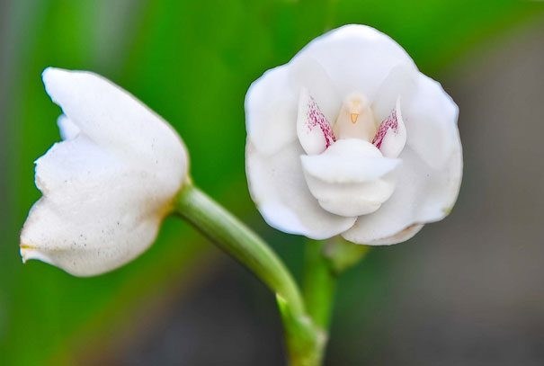 Dove Orchid.jpg