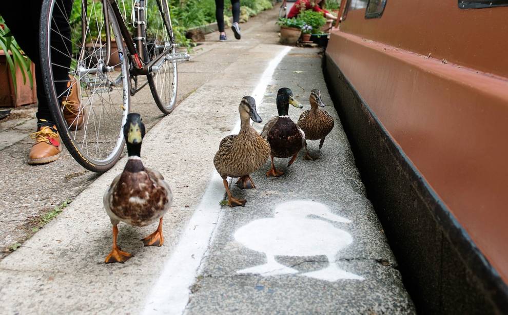 duck-lanes.jpg