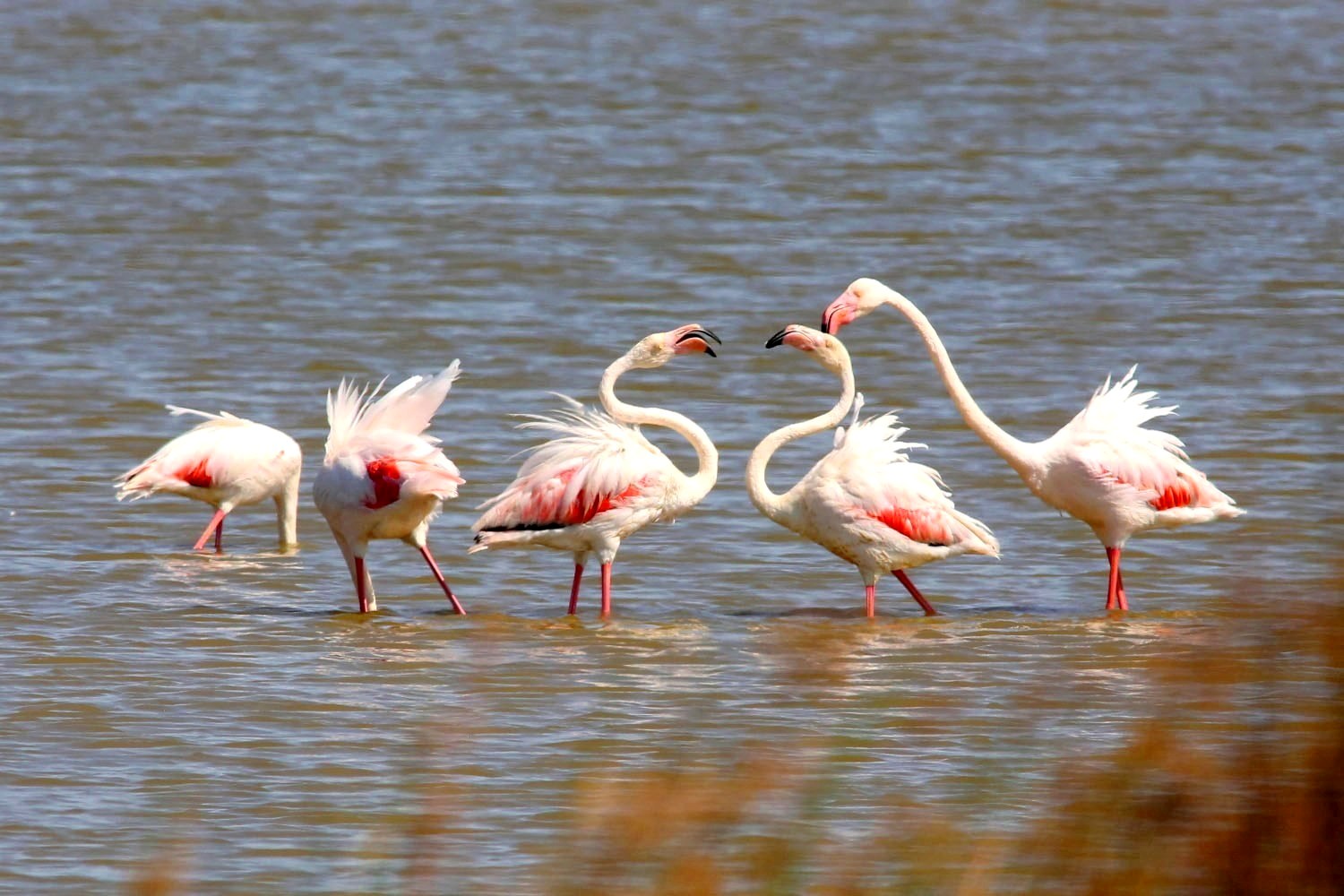 Flamingo_79143.jpg