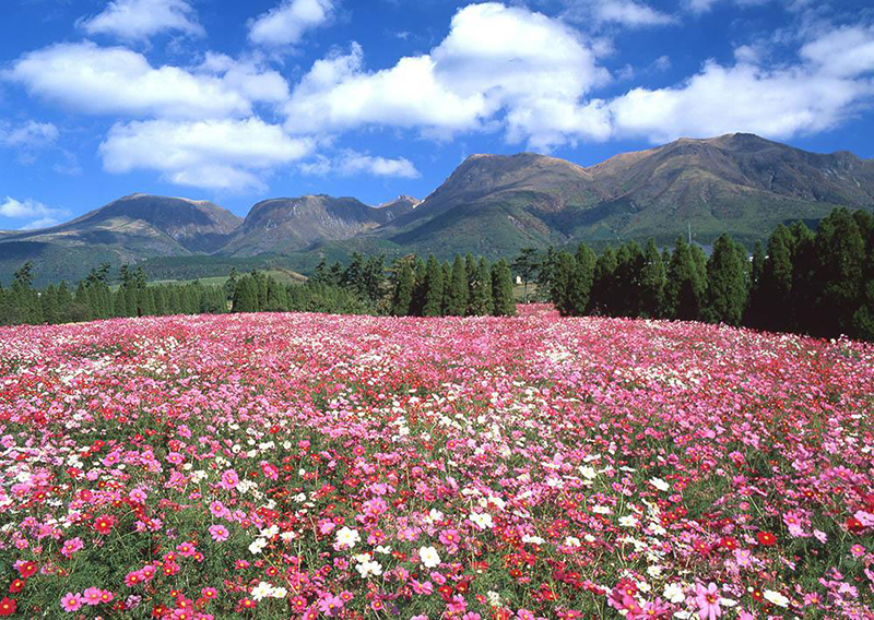 flowers-garden-in-kyushu-07.jpg