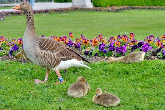 Goose and chick Nymphenburg9.jpg