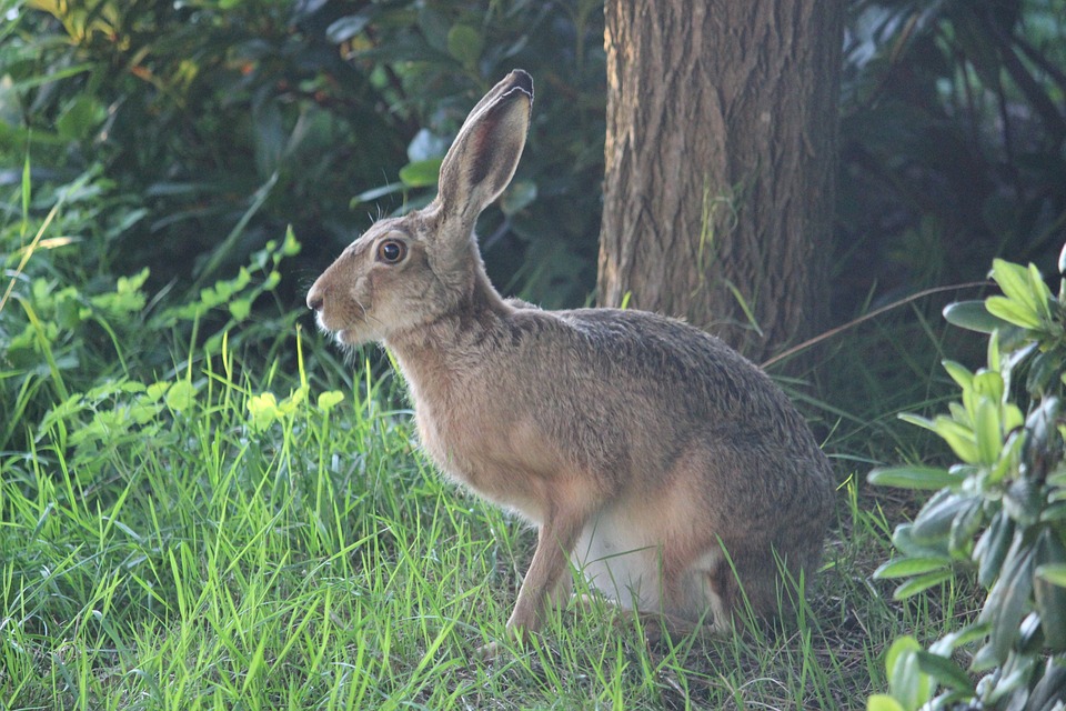 hare-2505024_960_720-jpg.jpg