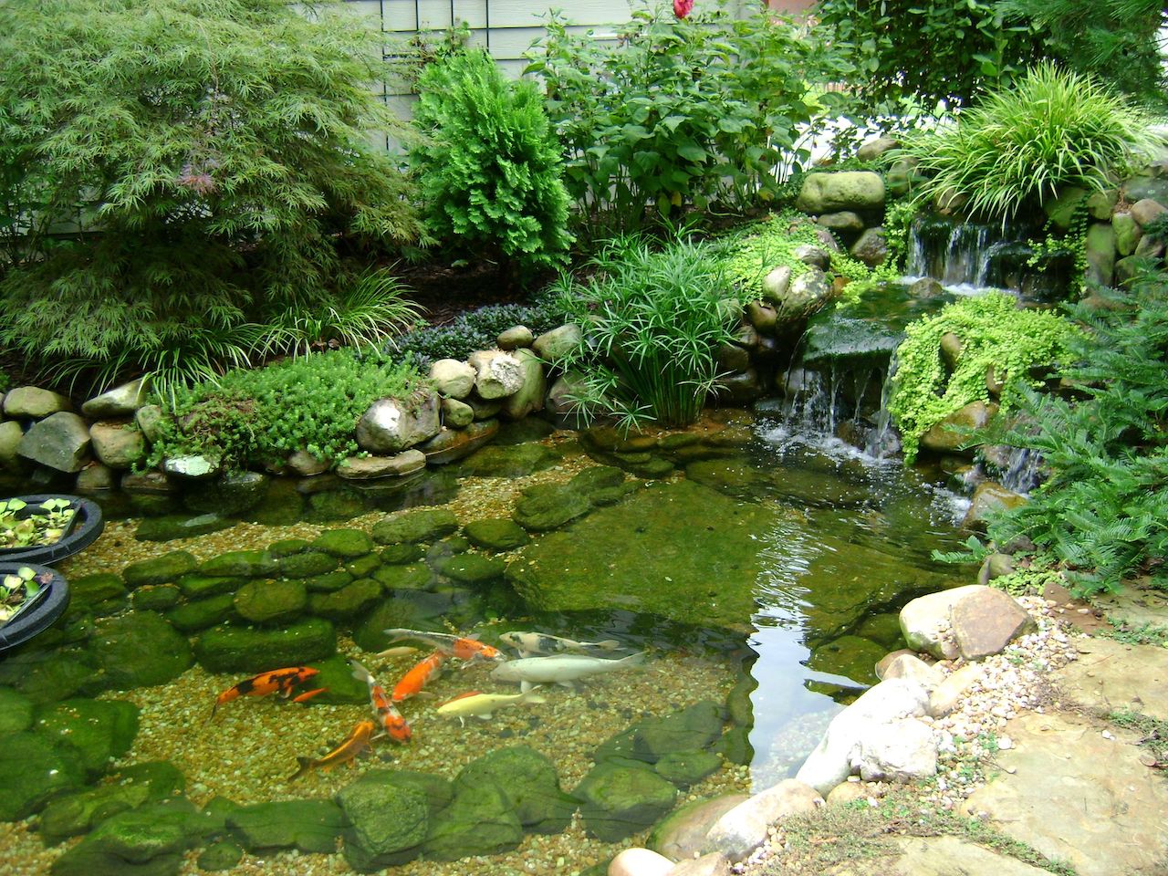 Small-Japanese-Koi-Pond-Design.jpg