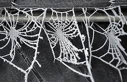 spiderwebwithsnow.jpg