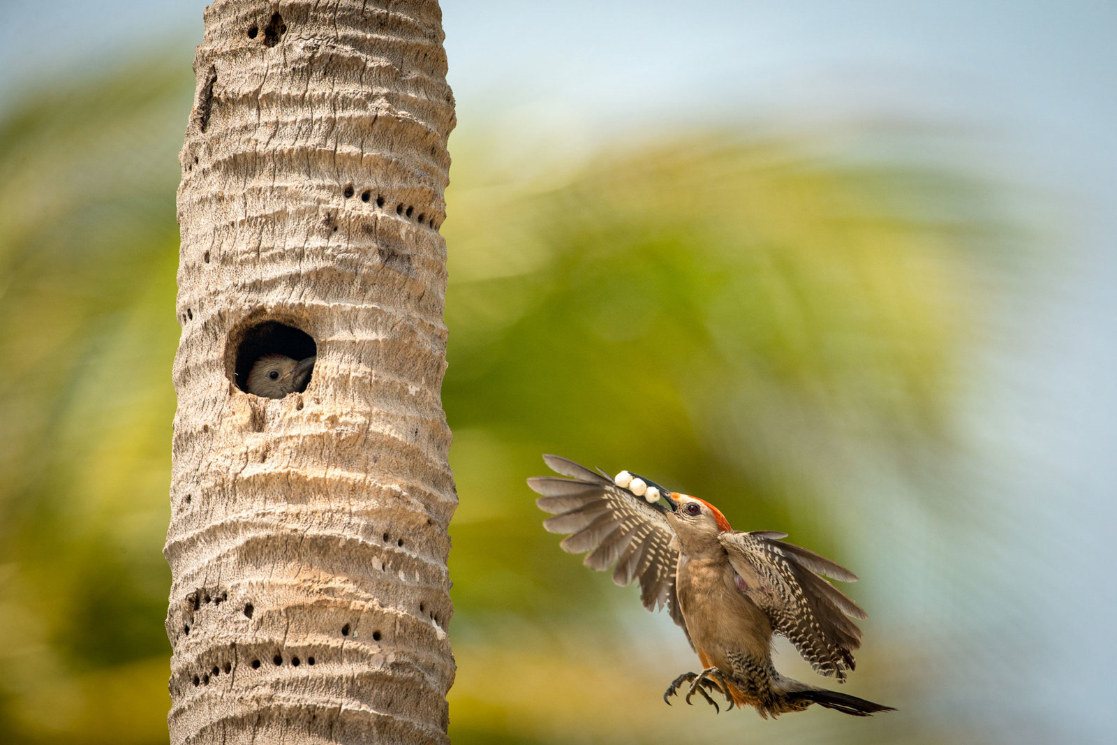 Thursday Bird close-up.jpg