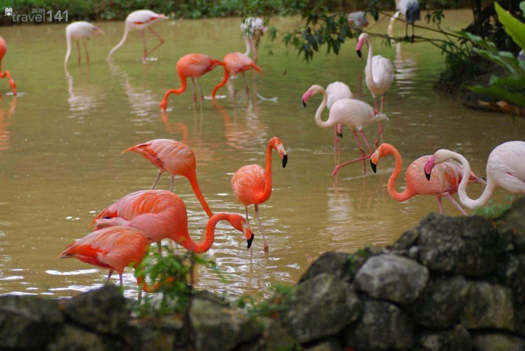 Thursday Kuala-Lumpur-Bird-Park.jpg